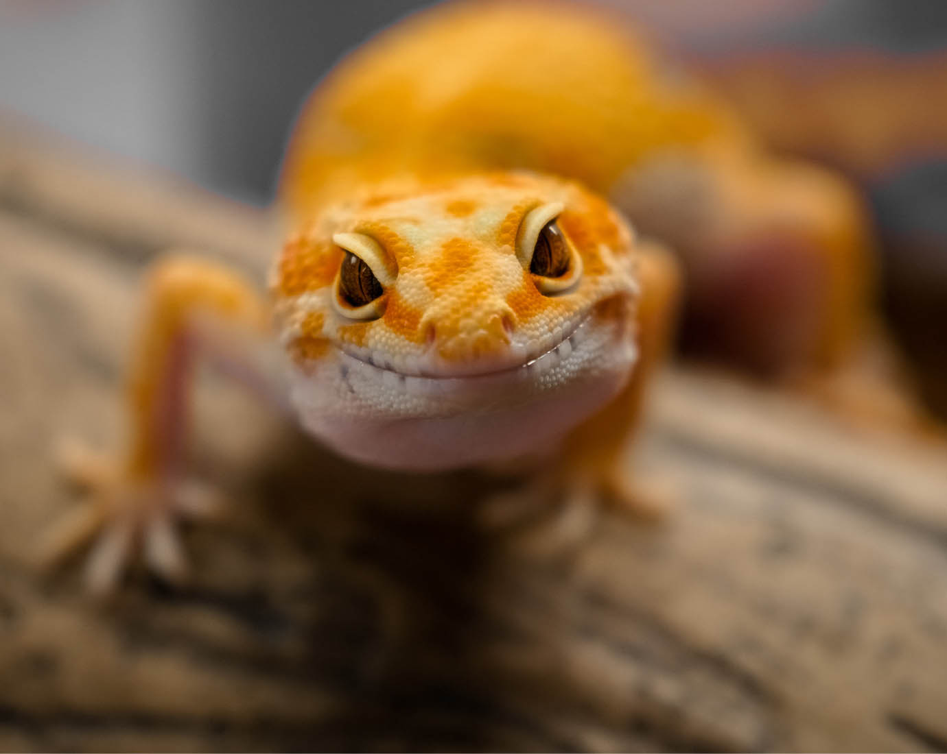 Smiling lizard